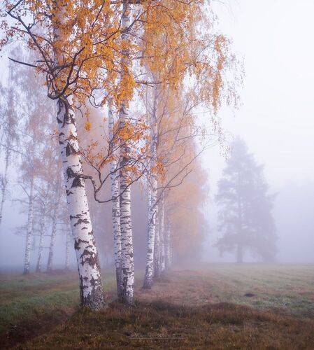 ... хмурое утро Павловского парка ...