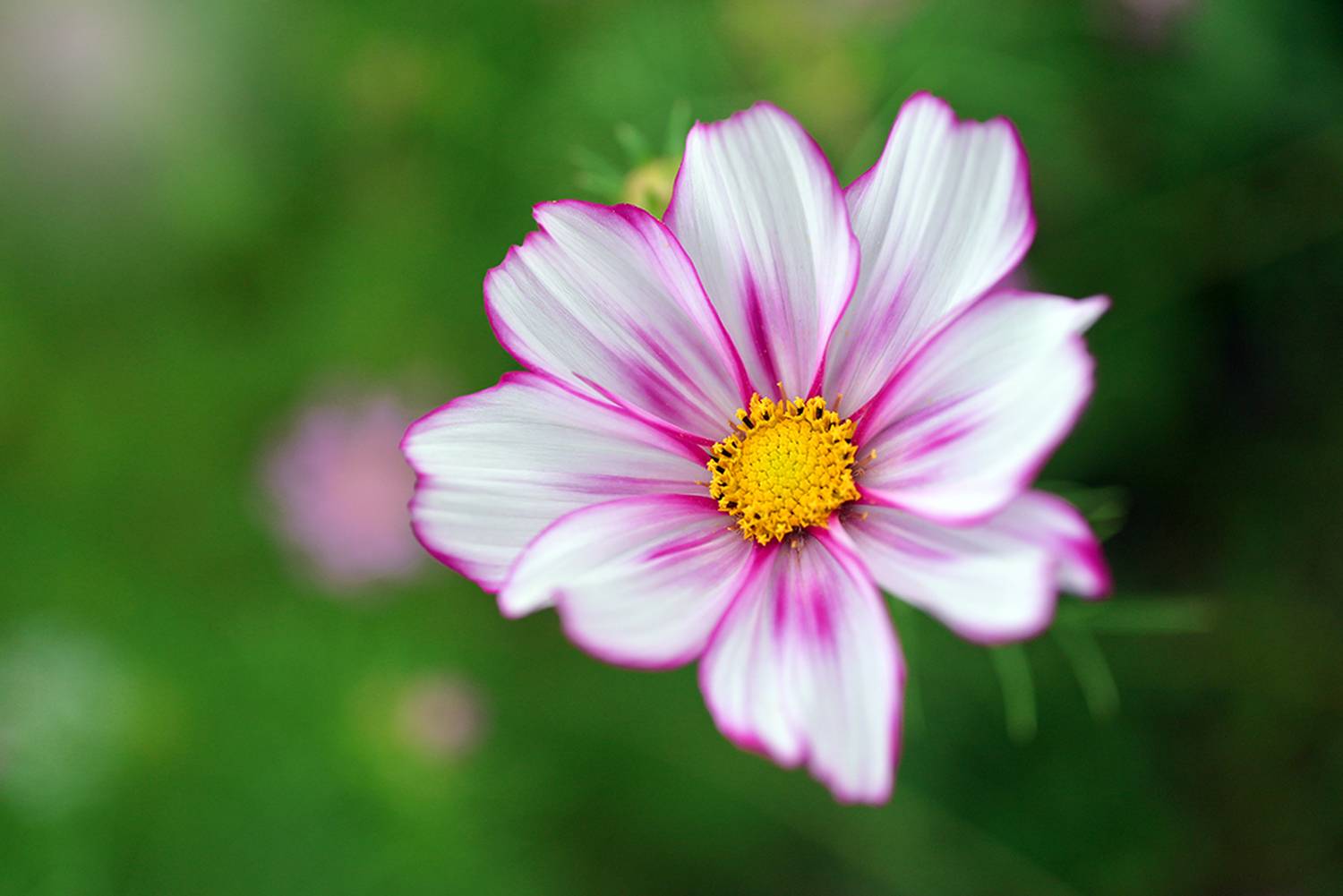 , Калёв Сергей