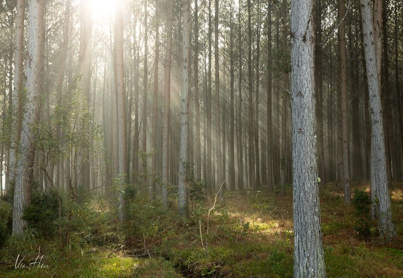 light, fog, wood, forest, pine,  Light in the woodsphoto preview