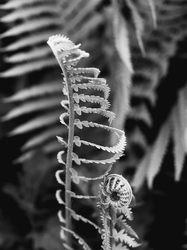 Остовphoto preview