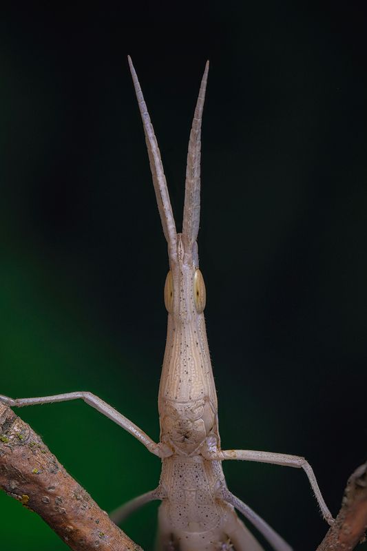 Акрида обыкновенная (лат. Acrida bicolor)photo preview