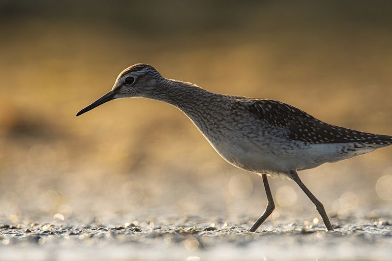 фифи, кулик, кулик фифи, птица, птицы Что там?photo preview