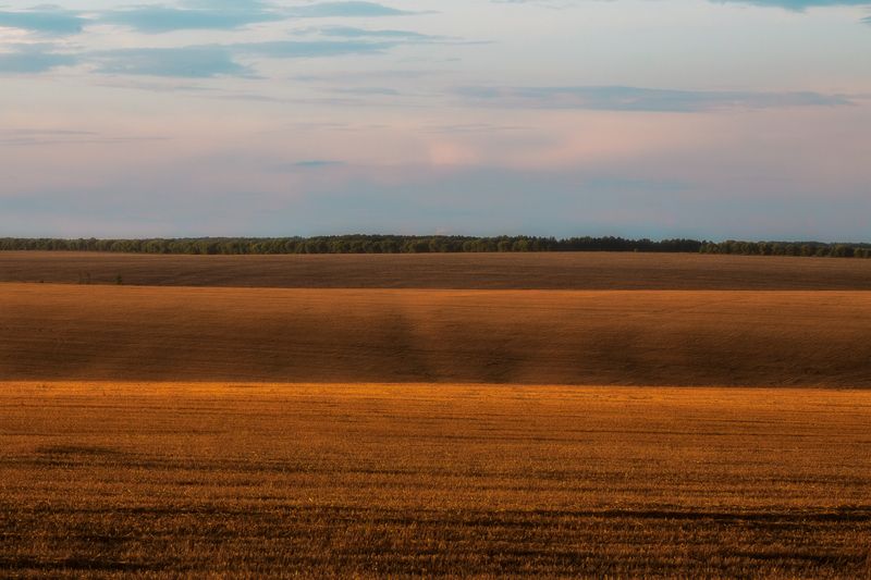 поля, золото. пейзаж, природа, волны, поля как море, Тульская область Золотоphoto preview