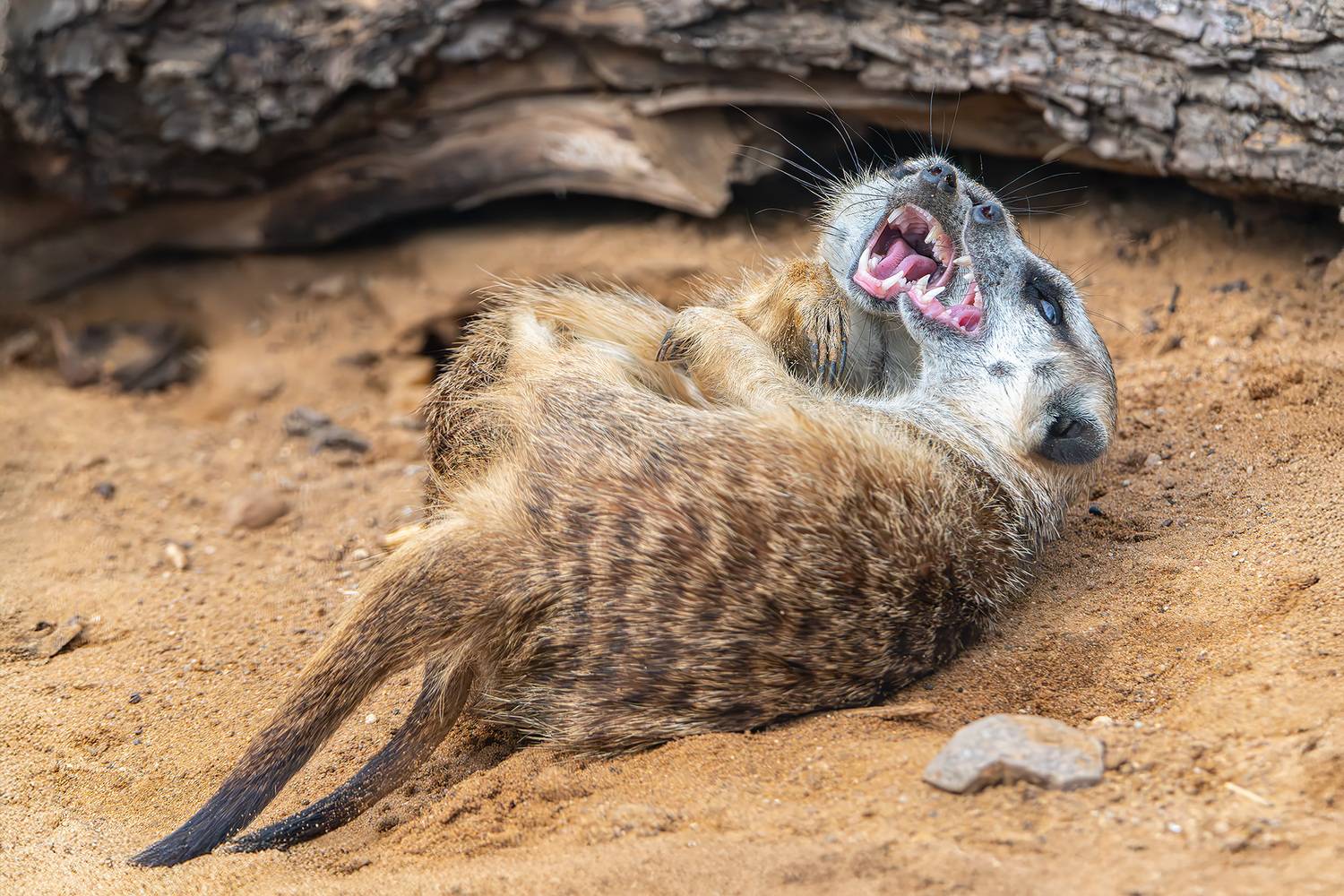 , Молодкин Дмитрий