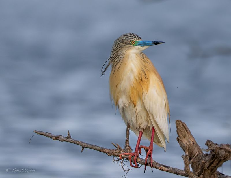 squacco, heron, желтая, цапля, птицы, дикие, животные, birds, wild, animals В тишине встречая рассветphoto preview