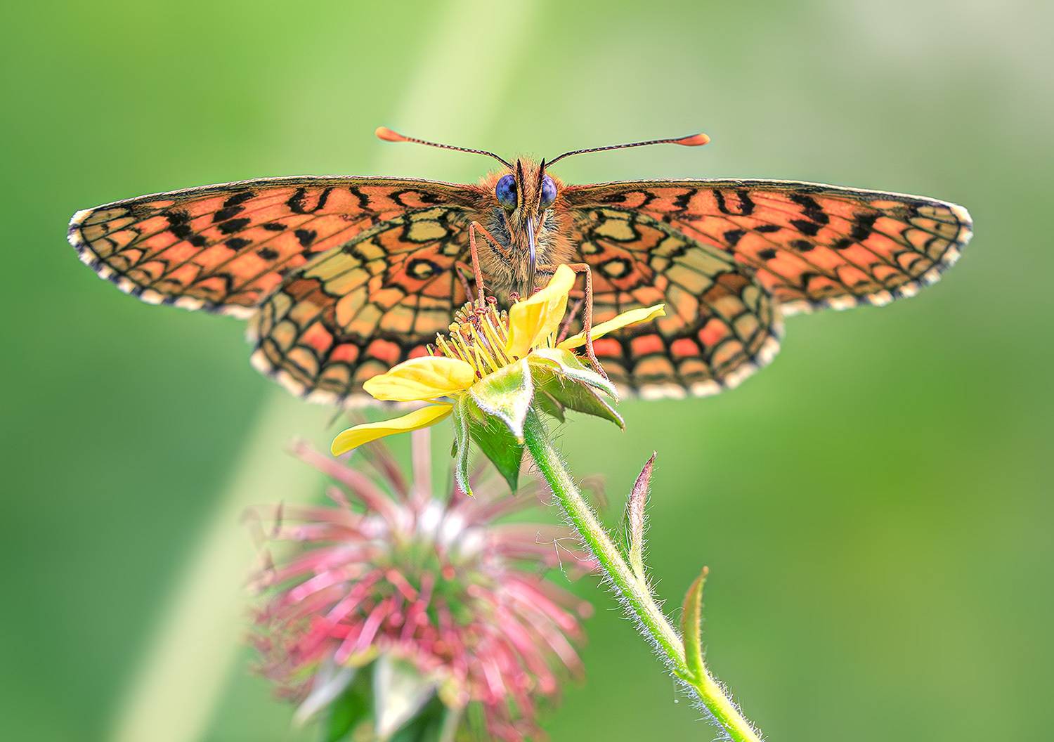 Шашечница. Автор: Борис Новиков насекомые, бабочка, шашечница, аталия, лето, июнь, Борис Новиков