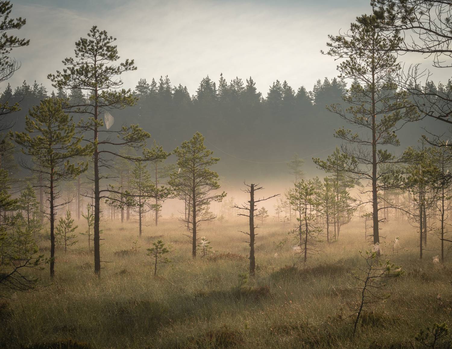 Болота Ленинградской области, пейзаж, рассвет, туман, Mikhail Ioannisian