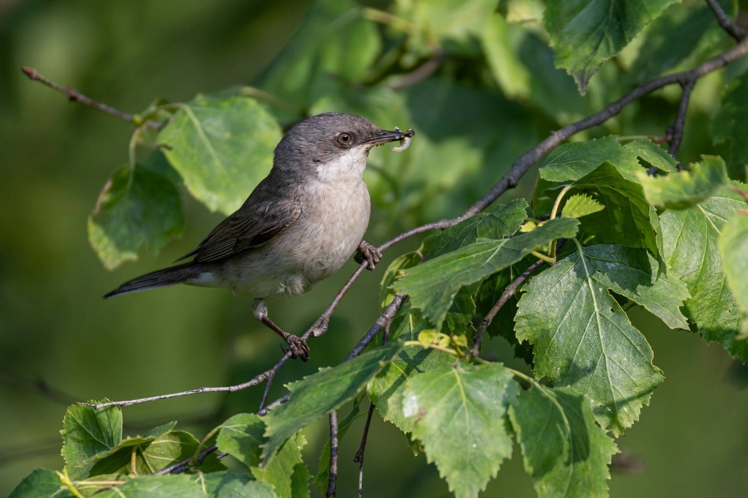 славка-завирушка, славка, славка-мельничек, завирушка, птицы, Руслан Pl