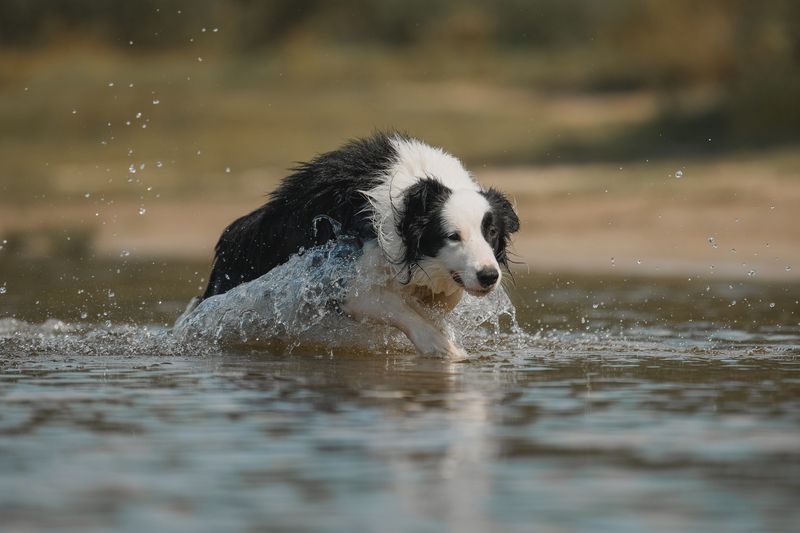 Касперphoto preview