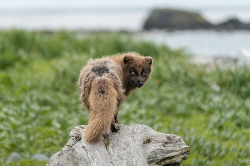 Хозяин островаphoto preview