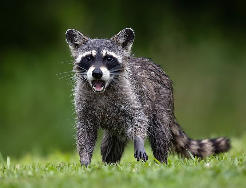 енот обыкновенный, енот-полоскун, raccoon, енот, дикие животные, животные, animals Young Raccoon. Енот-полоскунphoto preview