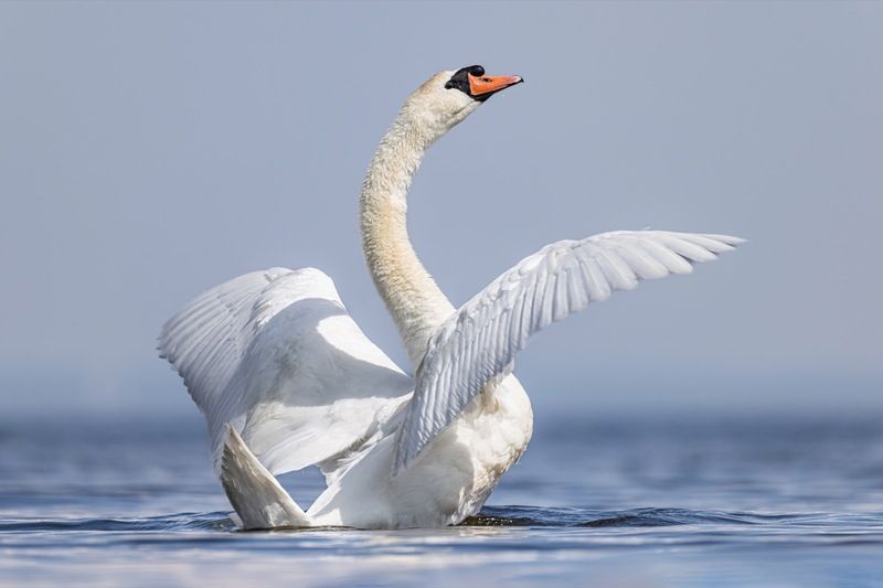 шипун, лебедь, лебедь шипун, лебедь-шипун, финский залив photo preview