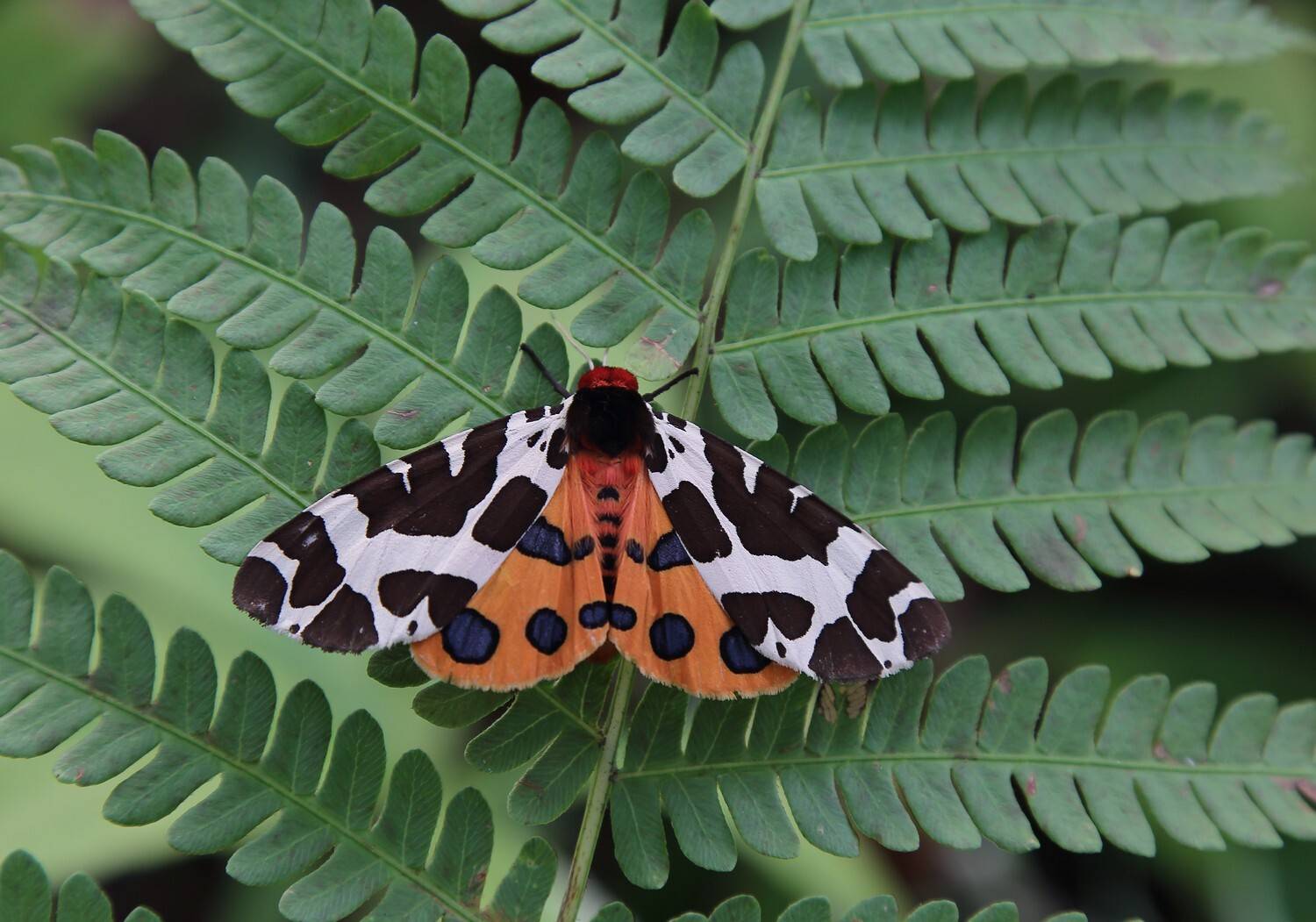 Медведица Кайя. Автор: Евгений Слободской бабочка, медведица, кайя, arctia, caja, Евгений Слободской
