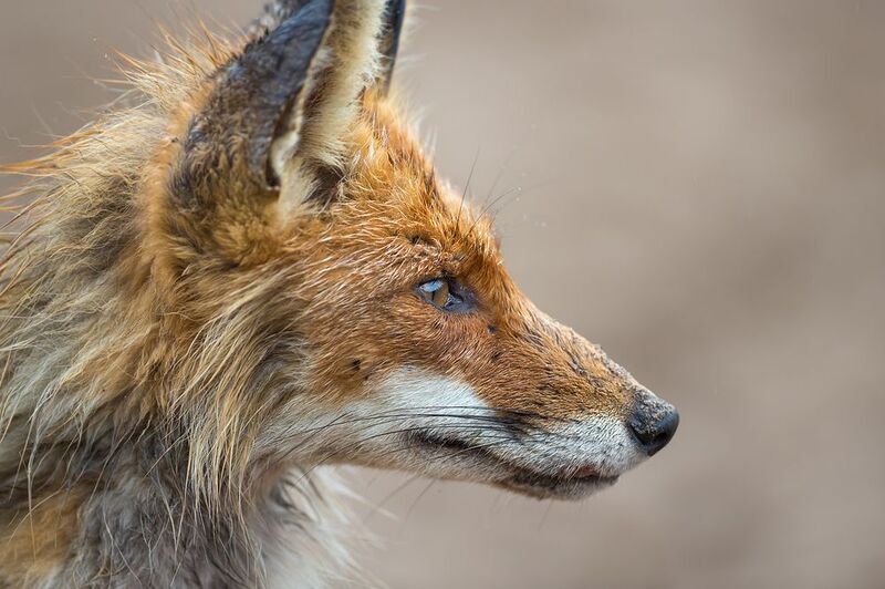 Лисичка сестричкаphoto preview