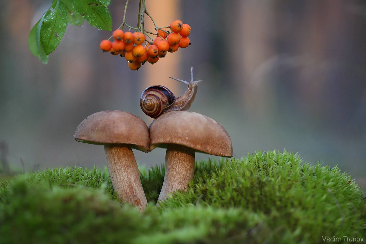 улитка, гриб, Вадим Трунов