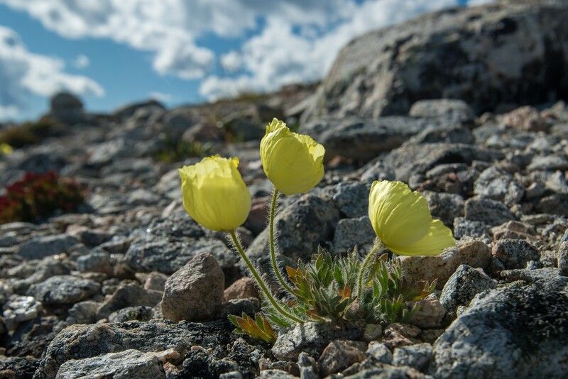 монголия, горы, лето, облака, горный, мак, жёлтый Любители холодкаphoto preview