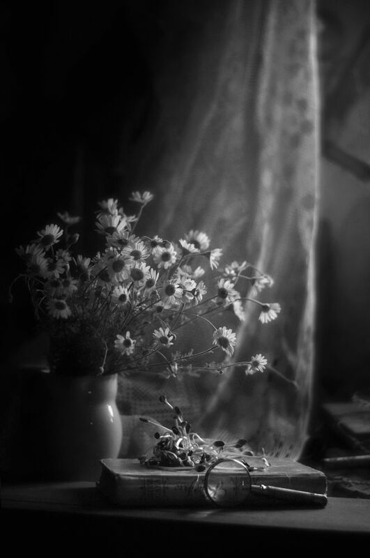 натюрморт, монохром, лето, цветы, ромашки, black&white, still life, black and white, b & w Света сонного касаньеphoto preview
