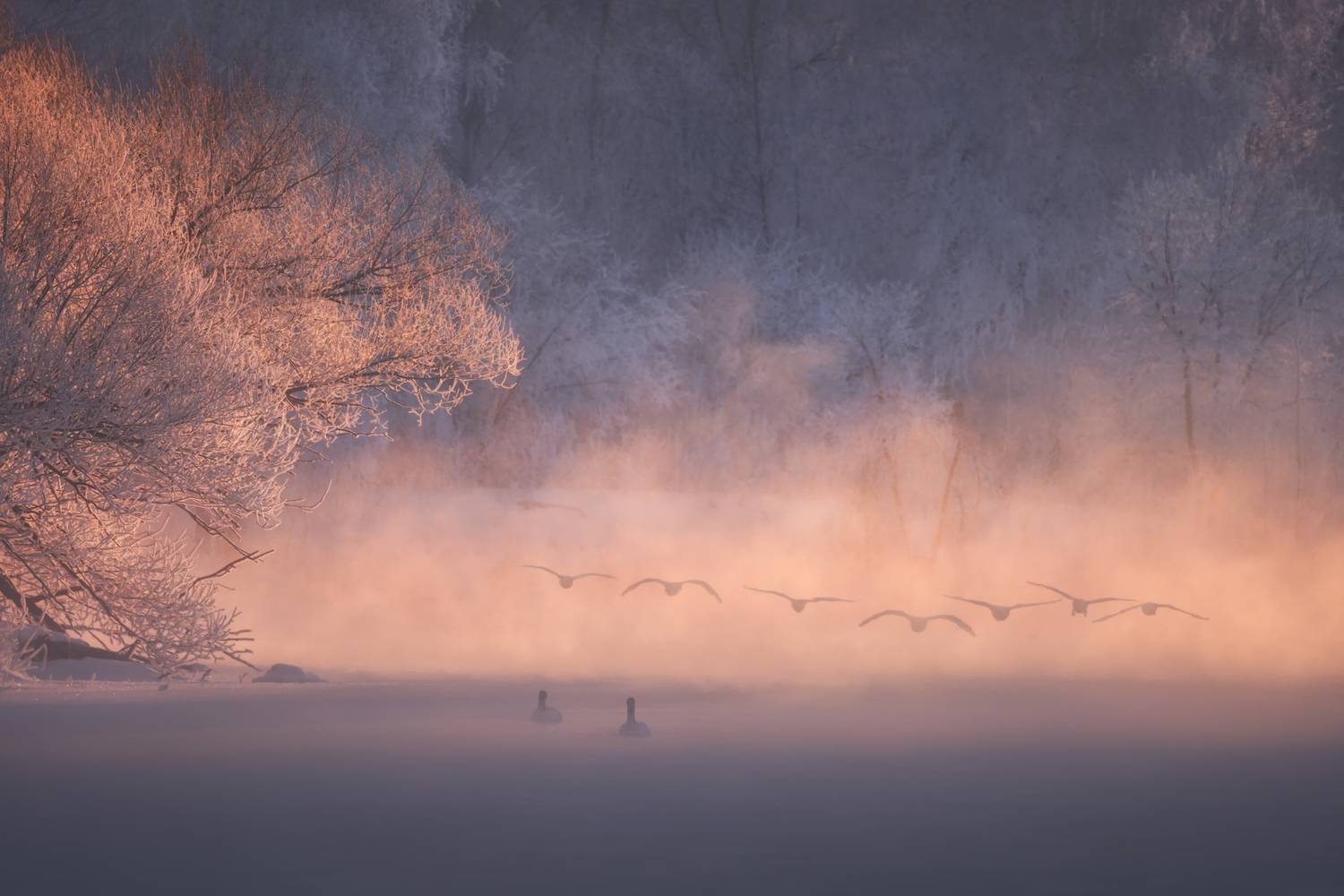 nature, outdoors, fog, tree, landscape, winter, water, sunrise, silhouette, swans, swan, birds, птицы, пейзаж, алтай, лебеди, рассвет, туман, лебединое озеро, Андрей