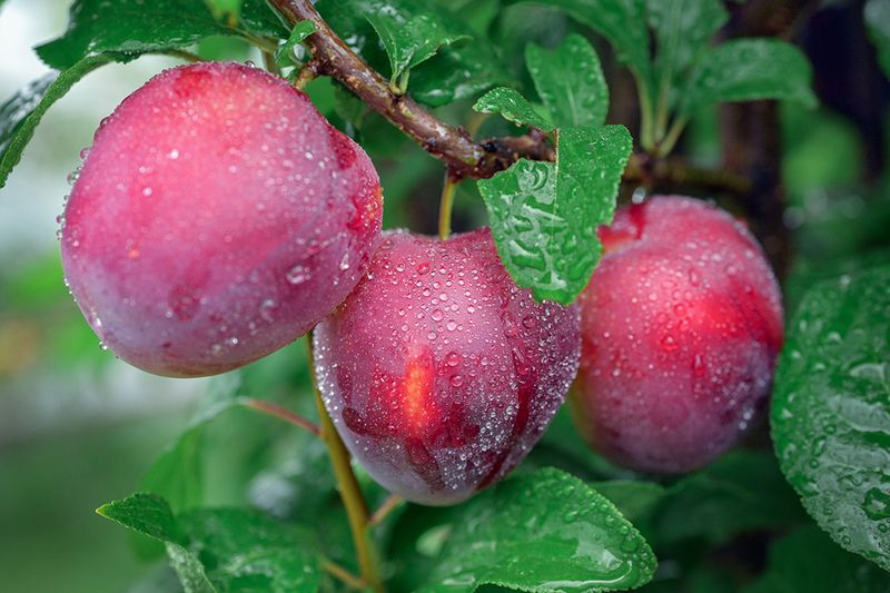 Алычаphoto preview