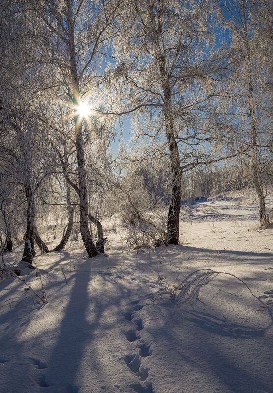 морозноеphoto preview