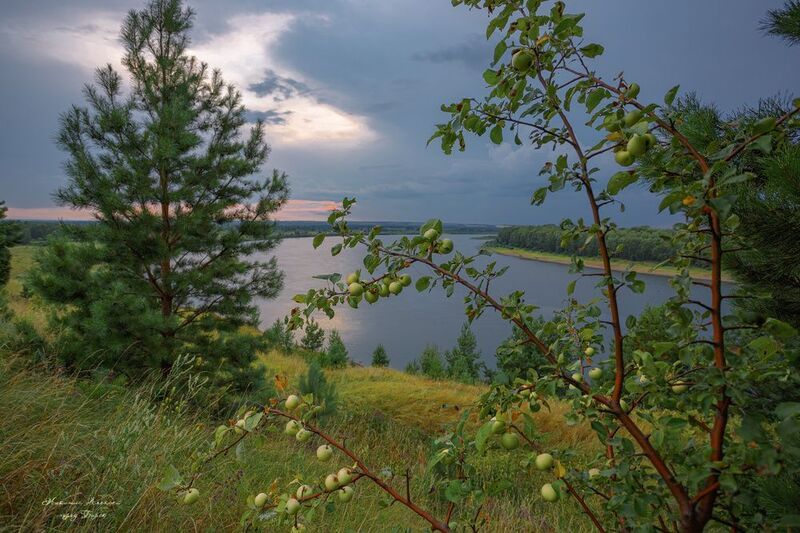 Дикие яблочки фото превью