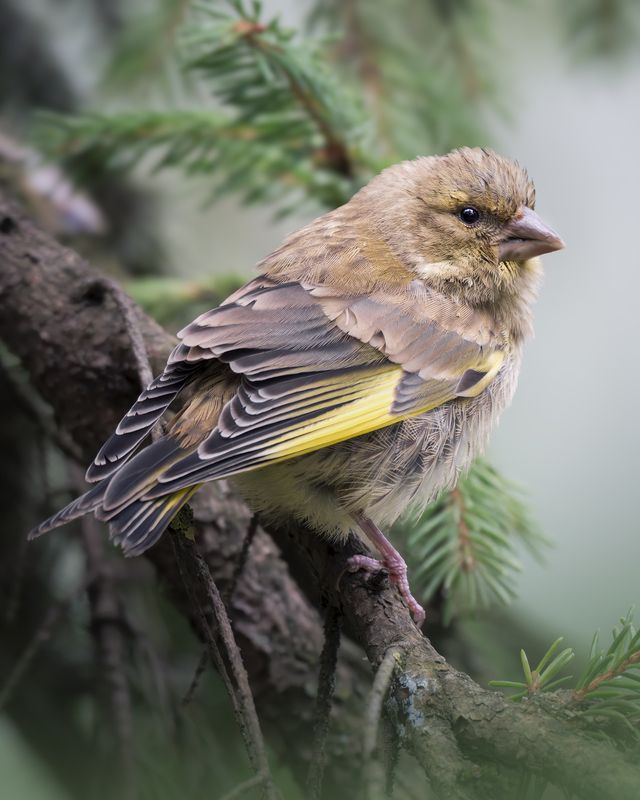 Зеленушка (Chloris chloris)photo preview