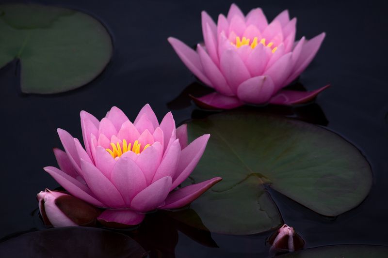 Розовые.photo preview