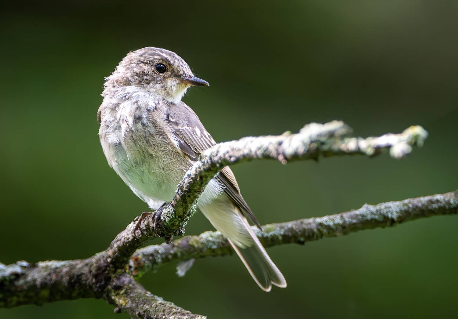 , Молодкин Дмитрий