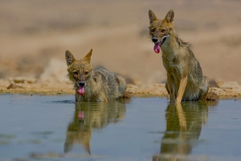 Hot summer  фото превью