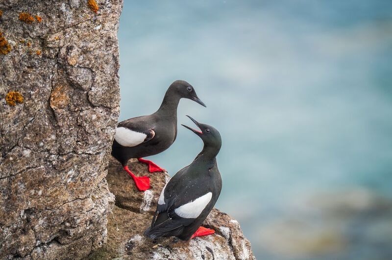 Чистики на птичьем базаре  Мыса Желанияphoto preview