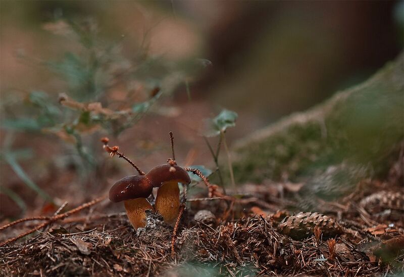 Парочка польскихphoto preview