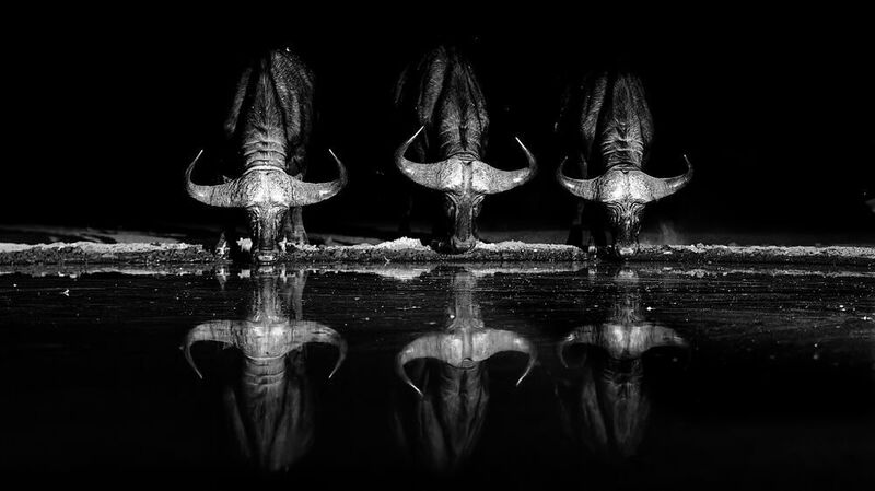 Shompole B&W  фото превью