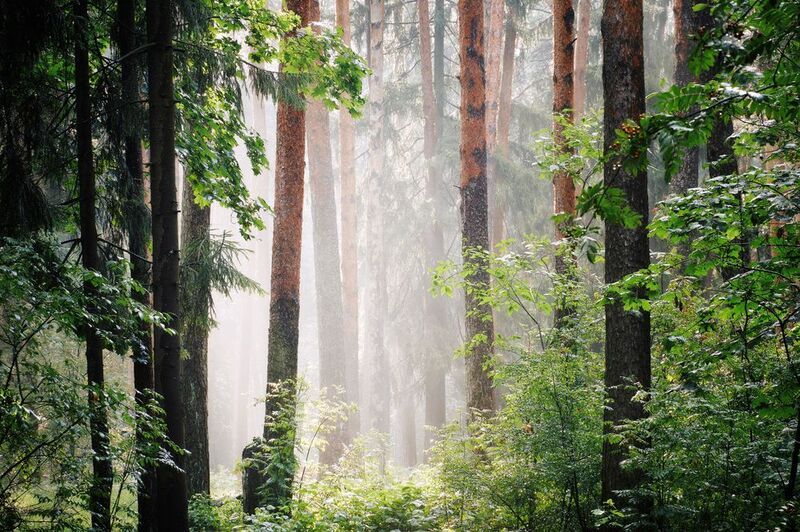 лес, деревья, листва, свет После летнего дождяphoto preview