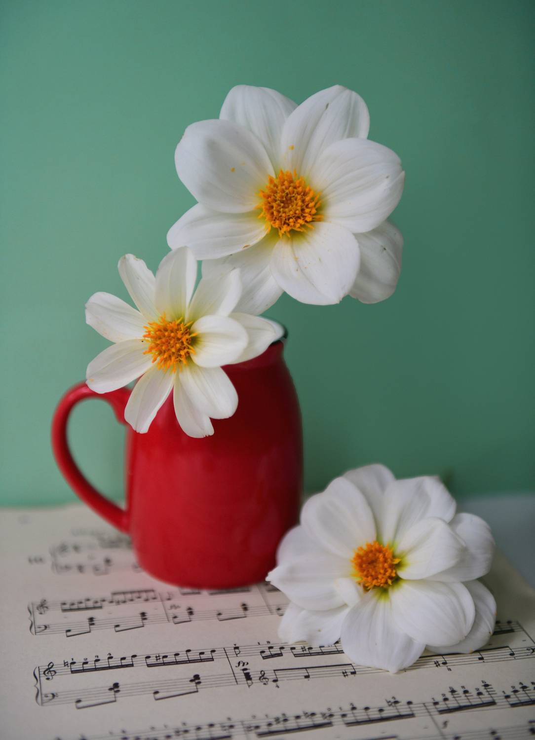 Цветы. Автор: Божена Пучко , Божена Пучко