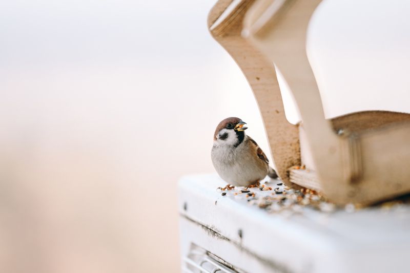 Воробушекphoto preview