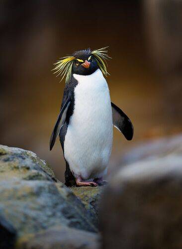 Southern Rockhopper