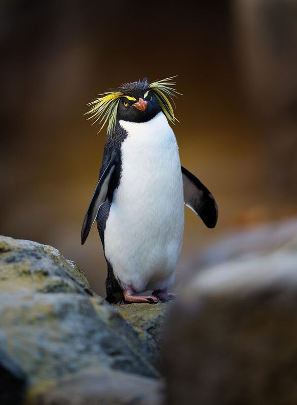 Southern Rockhopper, Penguin, Southern Rockhopperphoto preview
