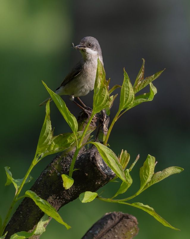 славка-завирушка, славка, славка-мельничек, завирушка, птицы Славка-мельничекphoto preview