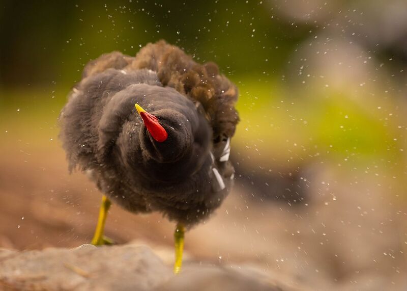 Green-leggedphoto preview