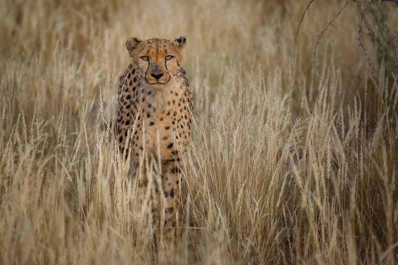 worldphototravels, mikereyfman, wildlife_photography, nature_photography, photo_workshop, photo-safari Cheetahs in golden lightphoto preview