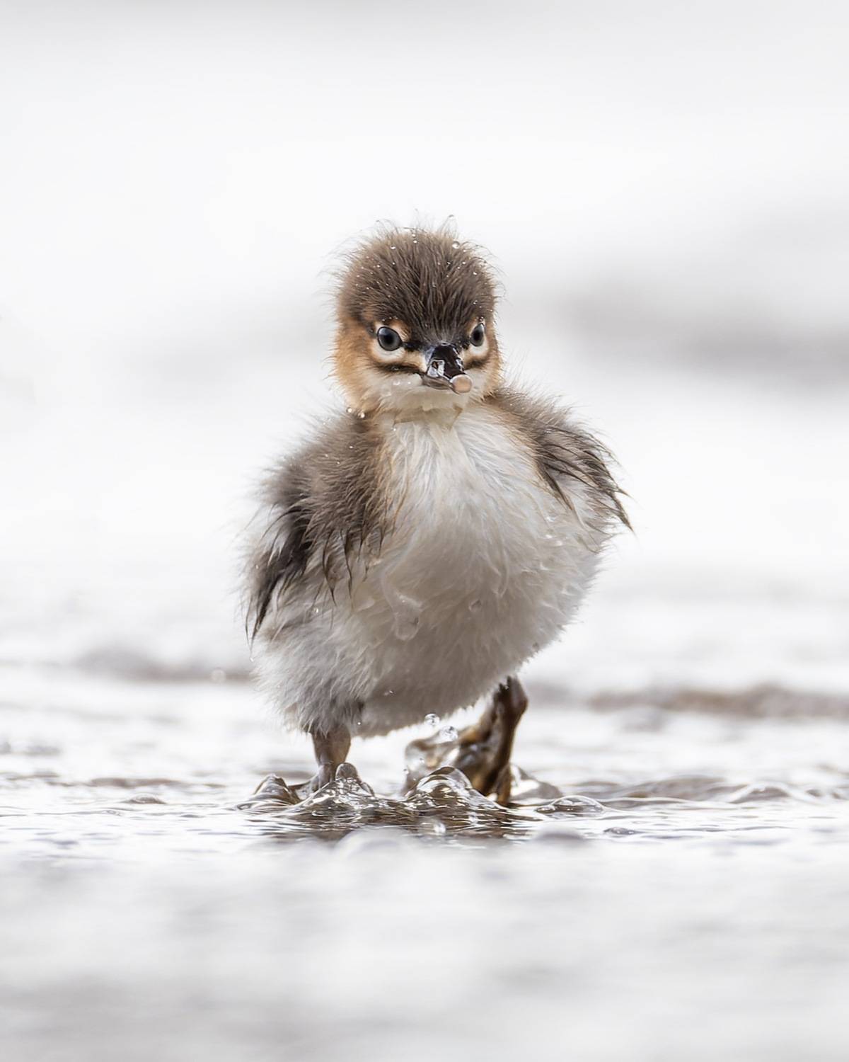Крохаленок. Автор: Руслан Pl средний крохаль, крохаль, птицы, длинноносый крохаль, Руслан Pl