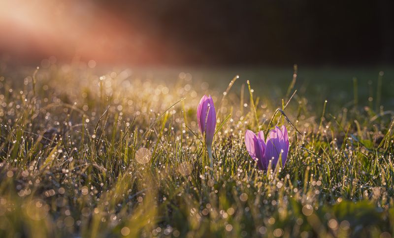рассвет крокусы Торбеево Крокусы... фото превью