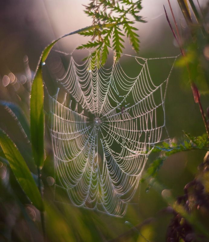 паутинка photo preview