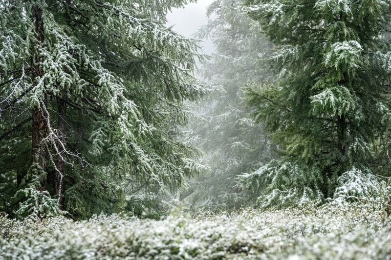 Июльский снег… July snow...photo preview