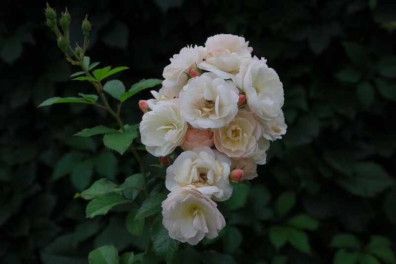 цветы,розы Розочкиphoto preview