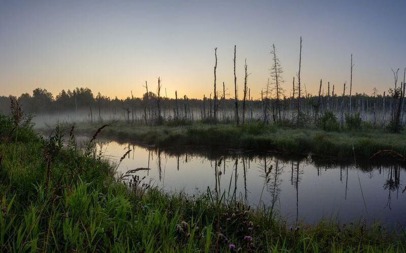 Туман над болотомphoto preview