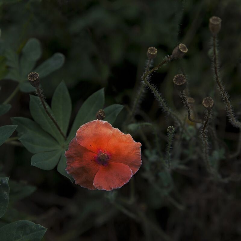 цвет Аленький цветокphoto preview