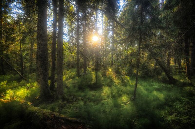 Лесными тропами за солнцемphoto preview