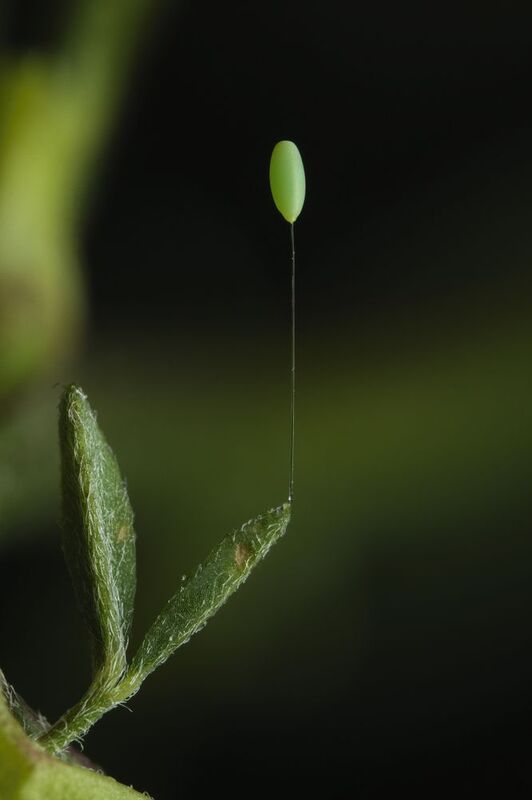 Insect party with balloons :) photo preview