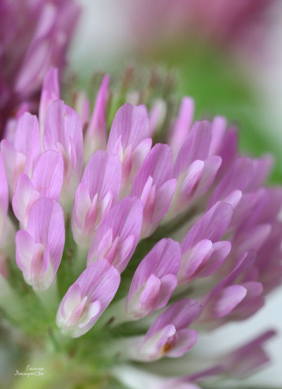 клевер, макро, лепестки, цветок Тихое очарование полевого клевераphoto preview